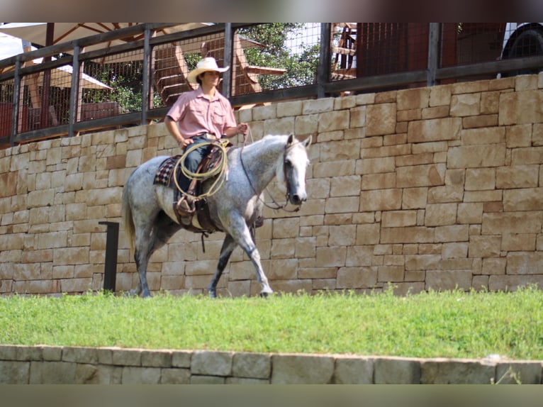 American Quarter Horse Castrone 14 Anni 150 cm Grigio pezzato in Morgan Mill TX