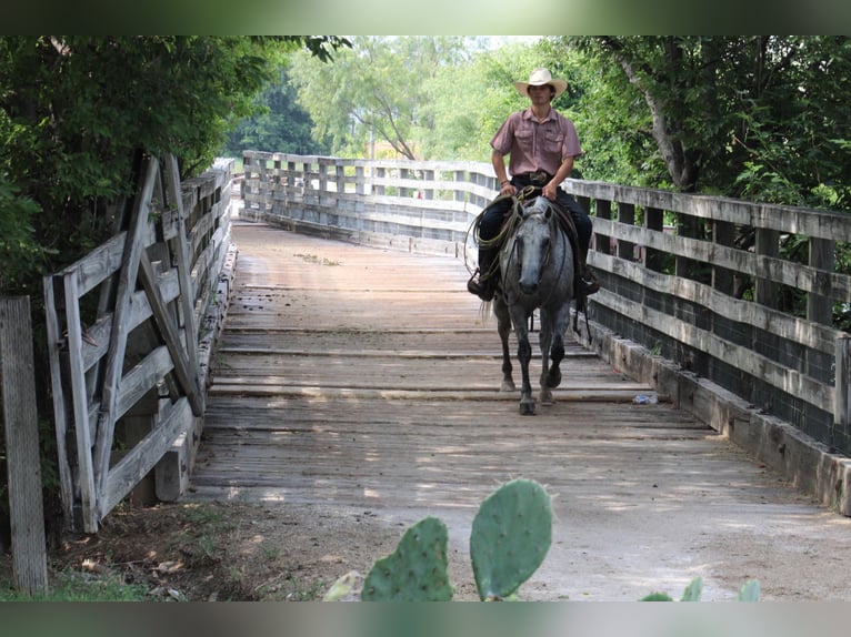 American Quarter Horse Castrone 14 Anni 150 cm Grigio pezzato in Morgan Mill TX