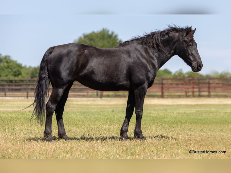 American Quarter Horse Castrone 14 Anni 150 cm Morello in Weatherford TX