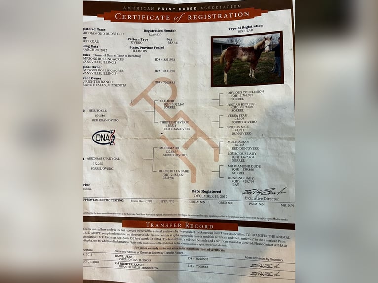 American Quarter Horse Castrone 14 Anni 150 cm Overo-tutti i colori in Lisbon IA