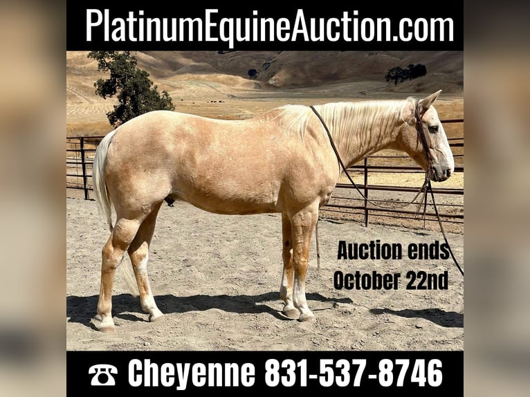 American Quarter Horse Castrone 14 Anni 150 cm Palomino in Bitterwater CA