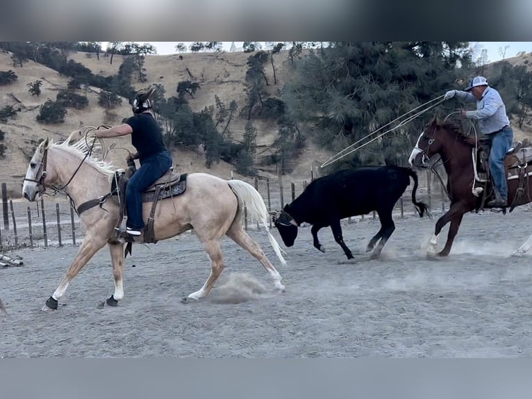 American Quarter Horse Castrone 14 Anni 150 cm Palomino in Bitterwater CA