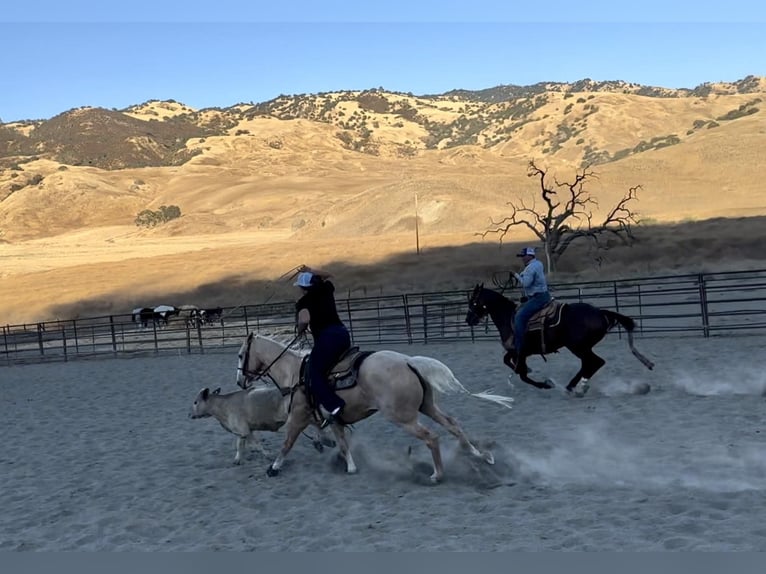 American Quarter Horse Castrone 14 Anni 150 cm Palomino in Bitterwater CA