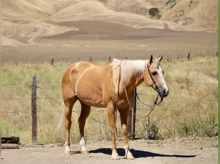 American Quarter Horse Castrone 14 Anni 150 cm Palomino in King City