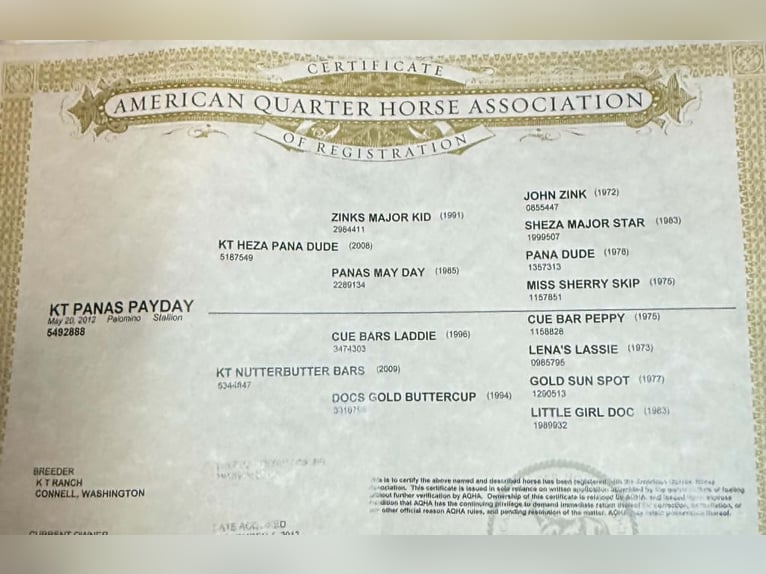 American Quarter Horse Castrone 14 Anni 150 cm Palomino in King City