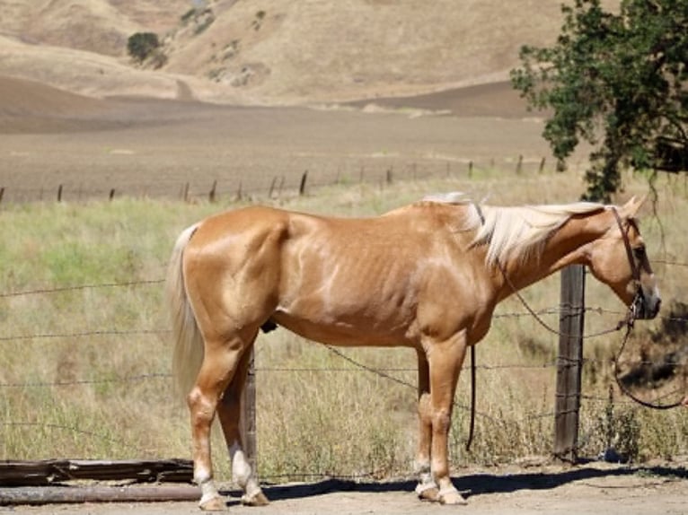 American Quarter Horse Castrone 14 Anni 150 cm Palomino in King City