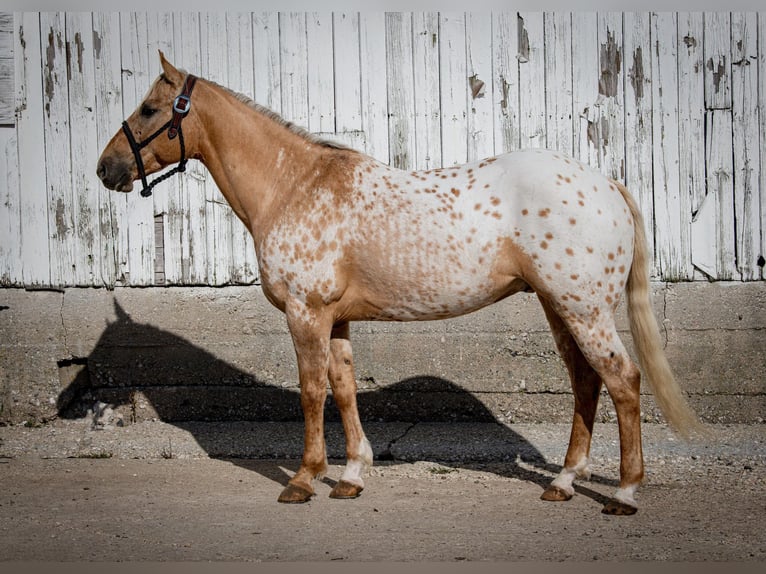 American Quarter Horse Castrone 14 Anni 150 cm Palomino in Woodstock IL