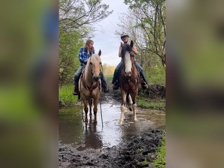 American Quarter Horse Castrone 14 Anni 150 cm Palomino in Woodstock IL