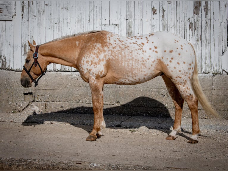 American Quarter Horse Castrone 14 Anni 150 cm Palomino in Woodstock IL