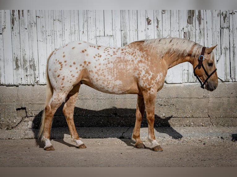 American Quarter Horse Castrone 14 Anni 150 cm Palomino in Woodstock IL