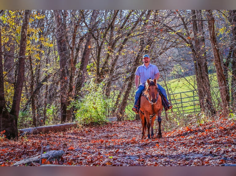 American Quarter Horse Castrone 14 Anni 150 cm Pelle di daino in Flemingsburg kY