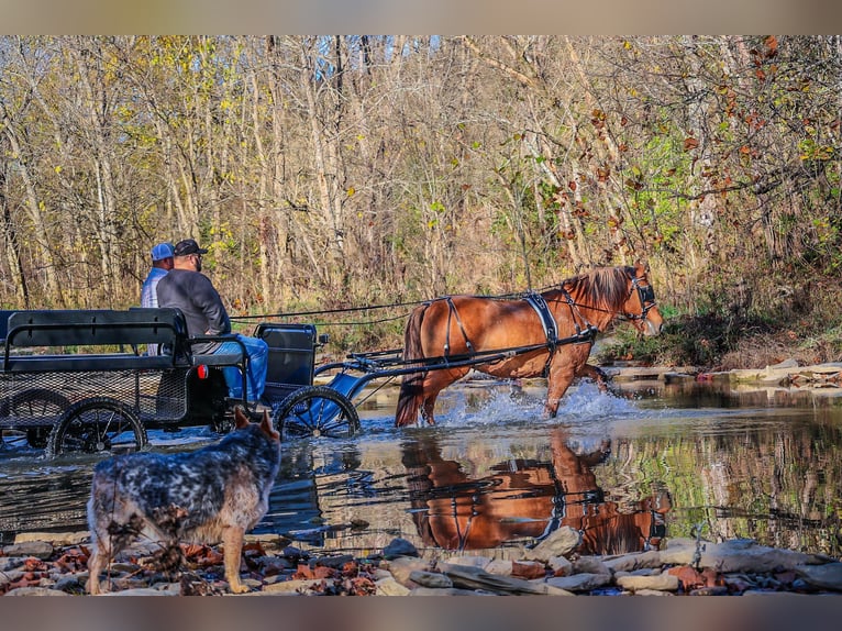 American Quarter Horse Castrone 14 Anni 150 cm Pelle di daino in Flemingsburg kY