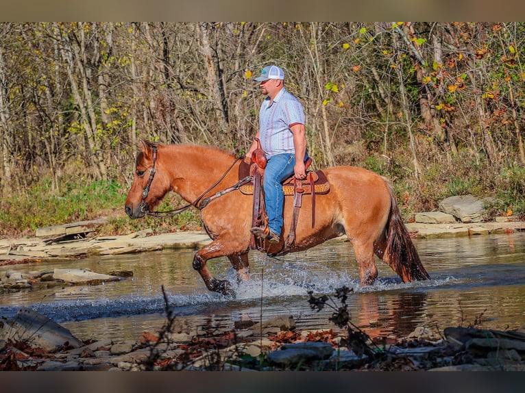 American Quarter Horse Castrone 14 Anni 150 cm Pelle di daino in Flemingsburg kY