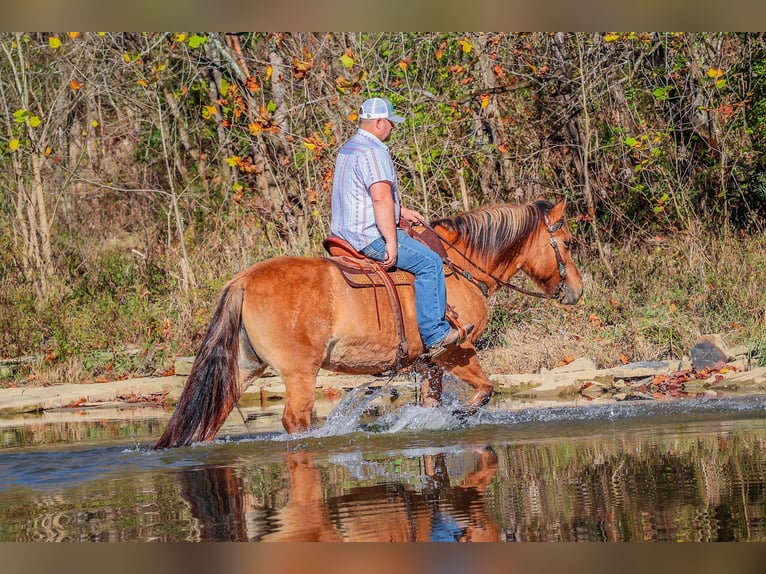 American Quarter Horse Castrone 14 Anni 150 cm Pelle di daino in Flemingsburg kY