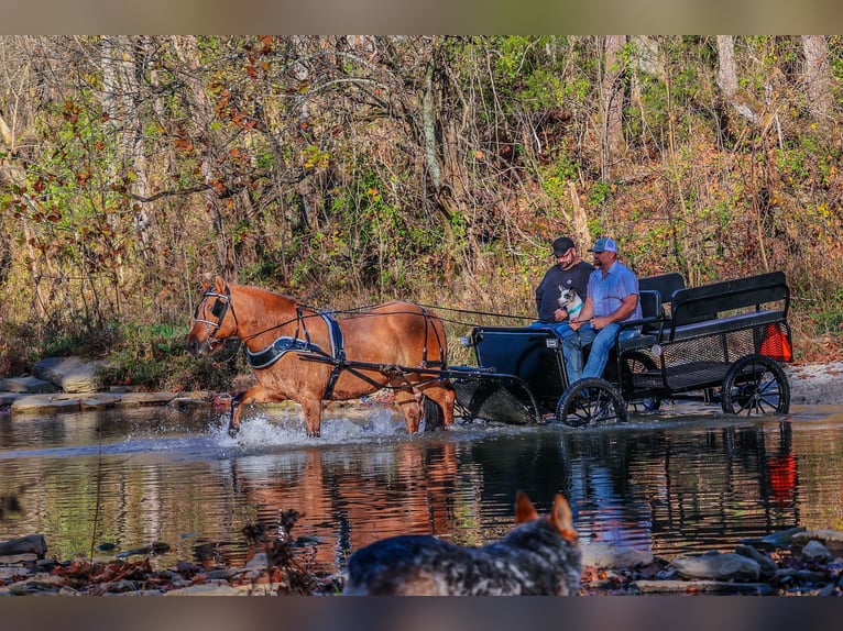 American Quarter Horse Castrone 14 Anni 150 cm Pelle di daino in Flemingsburg kY