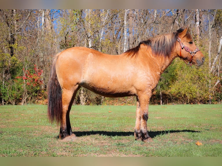 American Quarter Horse Castrone 14 Anni 150 cm Pelle di daino in Flemingsburg kY