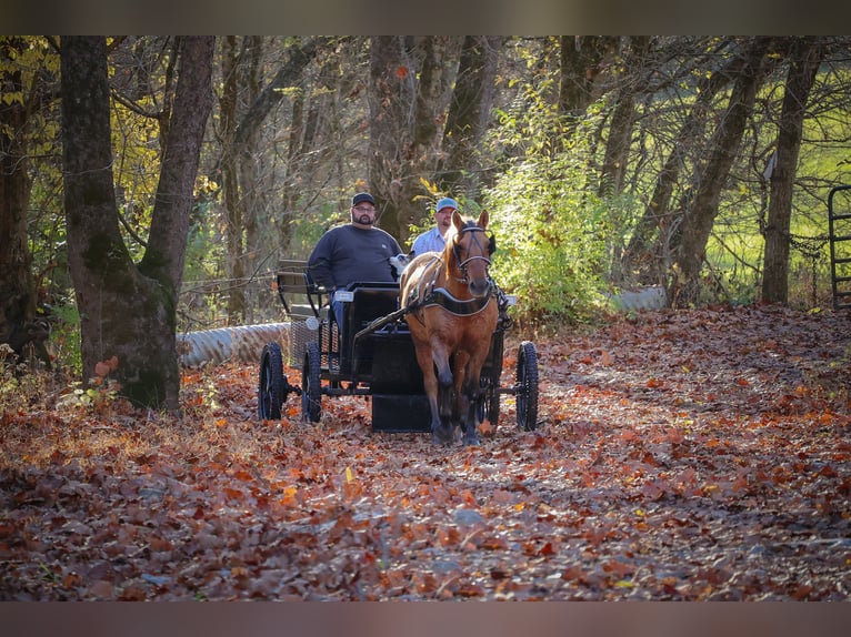 American Quarter Horse Castrone 14 Anni 150 cm Pelle di daino in Flemingsburg kY