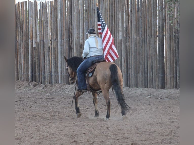 American Quarter Horse Castrone 14 Anni 150 cm Pelle di daino in Morgan Mill TX