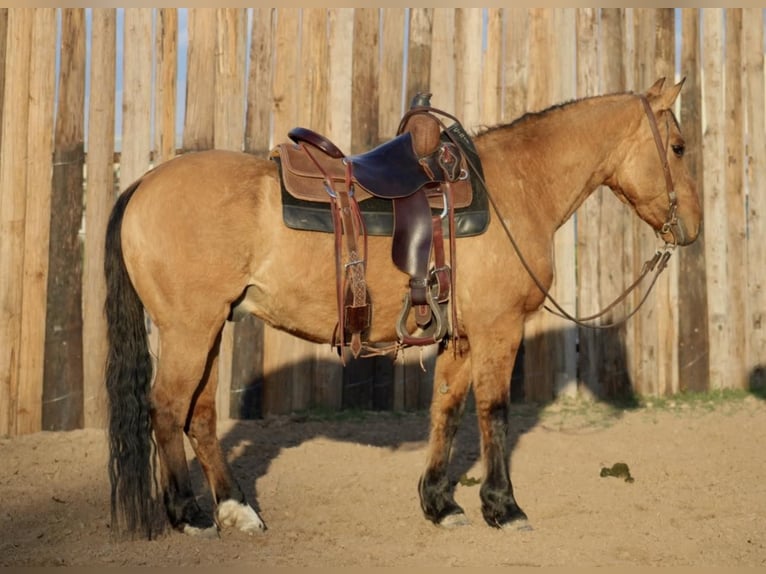 American Quarter Horse Castrone 14 Anni 150 cm Pelle di daino in Morgan Mill TX