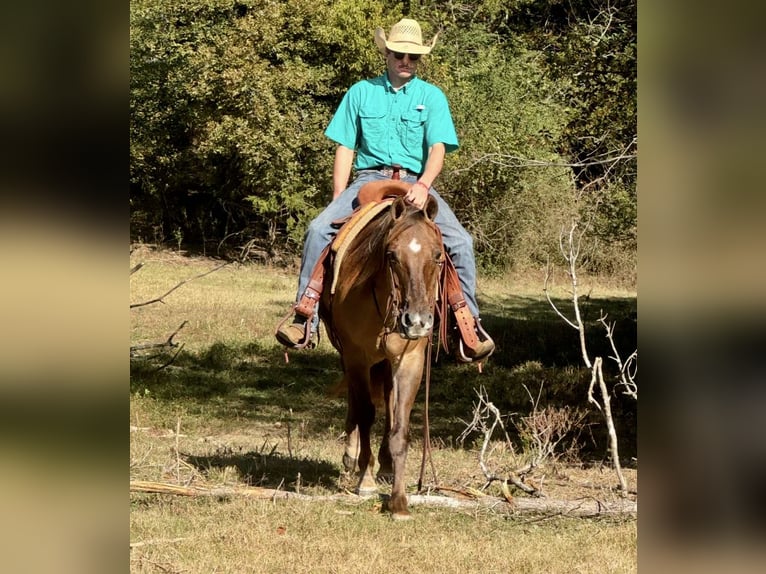 American Quarter Horse Castrone 14 Anni 150 cm Red dun in Quitman AR