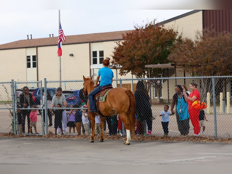 American Quarter Horse Castrone 14 Anni 150 cm Red dun in Forney