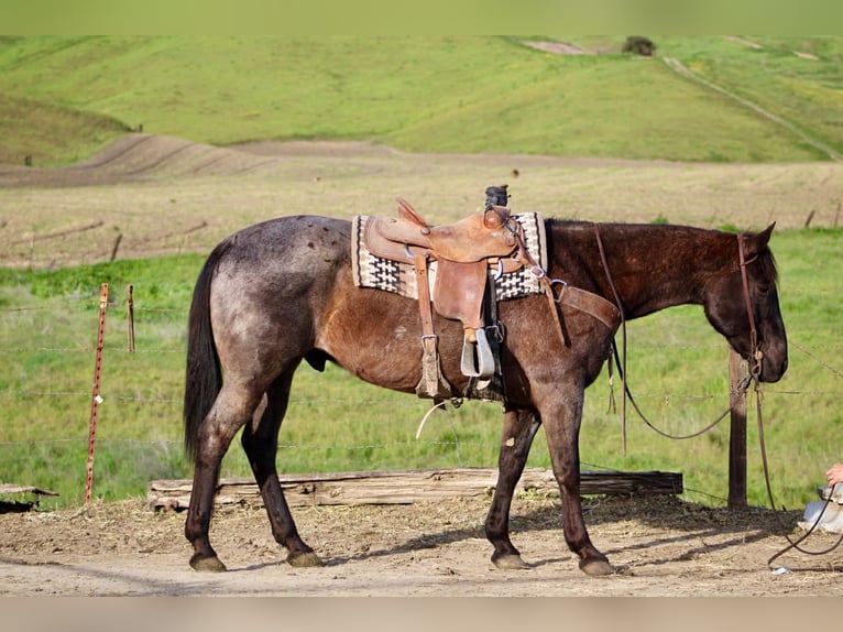 American Quarter Horse Castrone 14 Anni 150 cm Roano blu in King City