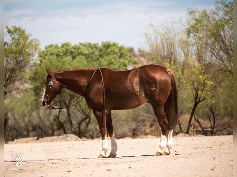 American Quarter Horse Castrone 14 Anni 150 cm Sauro ciliegia in Wickenburg AZ