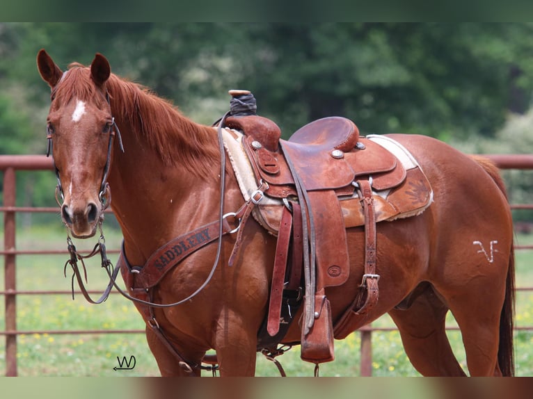 American Quarter Horse Castrone 14 Anni 150 cm Sauro ciliegia in Pollok