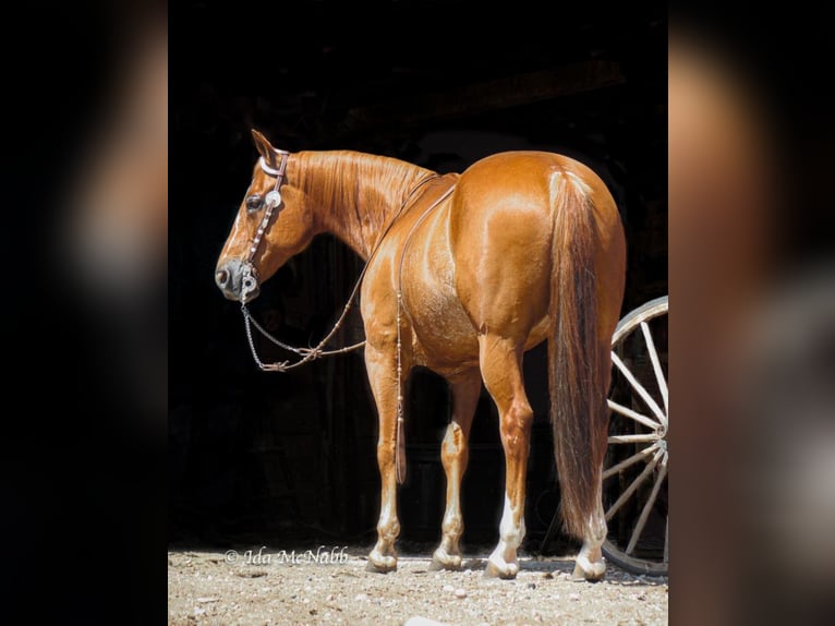 American Quarter Horse Castrone 14 Anni 150 cm Sauro ciliegia in Cody, WY