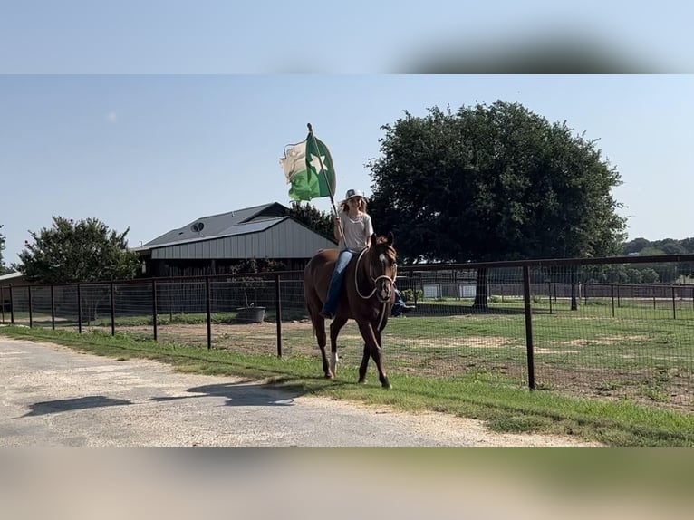 American Quarter Horse Castrone 14 Anni 150 cm Sauro ciliegia in Joshua, TX