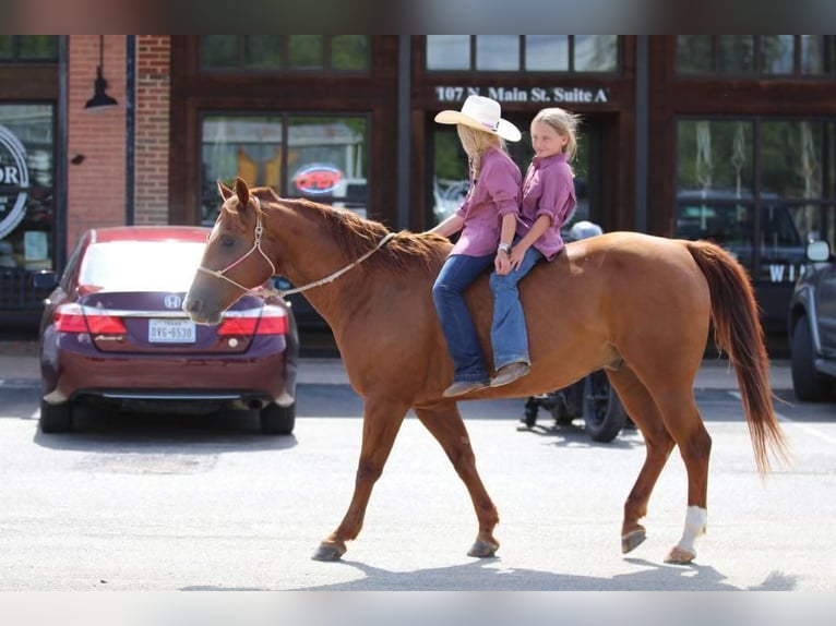 American Quarter Horse Castrone 14 Anni 150 cm Sauro ciliegia in Joshua, TX