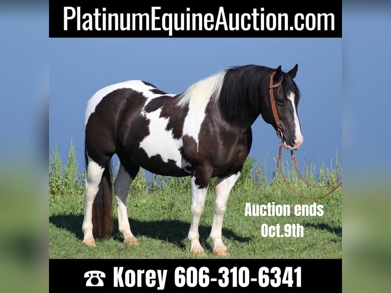 American Quarter Horse Castrone 14 Anni 150 cm Tobiano-tutti i colori in wHITLEY cITY ky