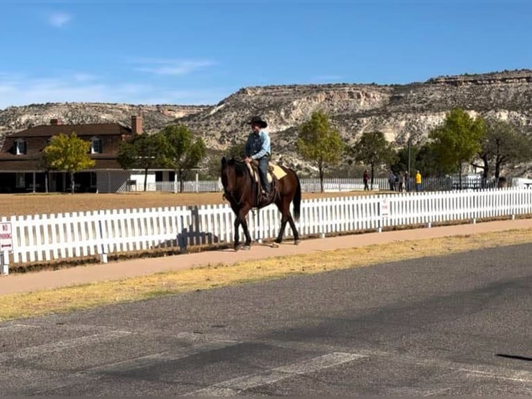 American Quarter Horse Castrone 14 Anni 152 cm Baio ciliegia in Camp Verde Az