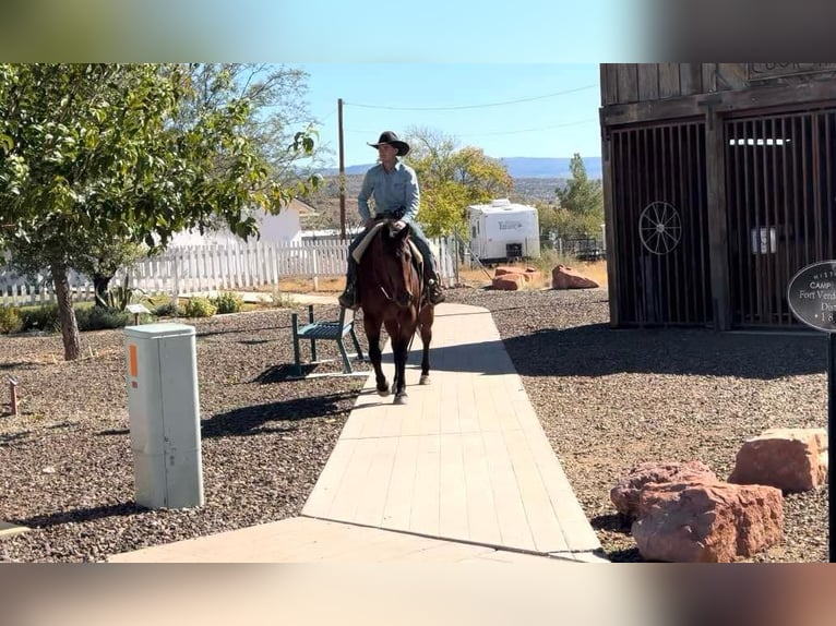 American Quarter Horse Castrone 14 Anni 152 cm Baio ciliegia in Camp Verde Az