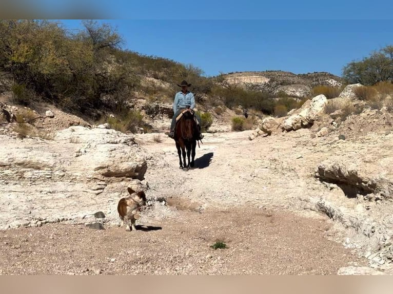 American Quarter Horse Castrone 14 Anni 152 cm Baio ciliegia in Camp Verde Az