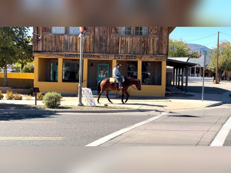 American Quarter Horse Castrone 14 Anni 152 cm Baio ciliegia in Camp Verde Az