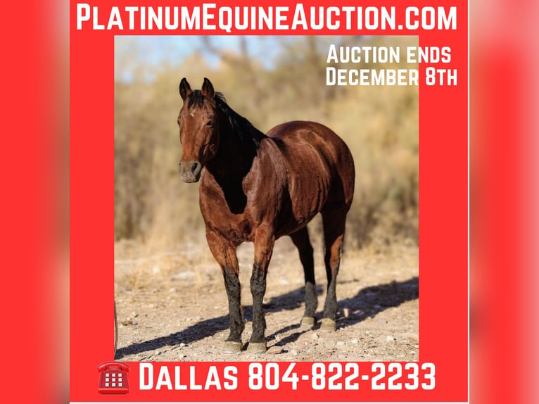 American Quarter Horse Castrone 14 Anni 152 cm Baio ciliegia in Camp Verde Az