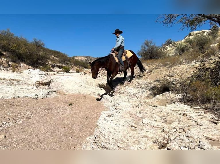 American Quarter Horse Castrone 14 Anni 152 cm Baio ciliegia in Camp Verde Az