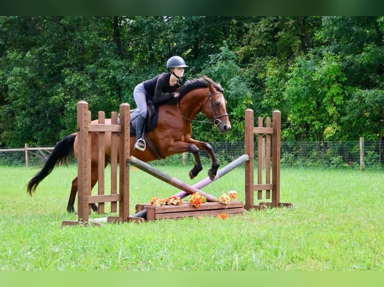 American Quarter Horse Castrone 14 Anni 152 cm Baio ciliegia in Howell