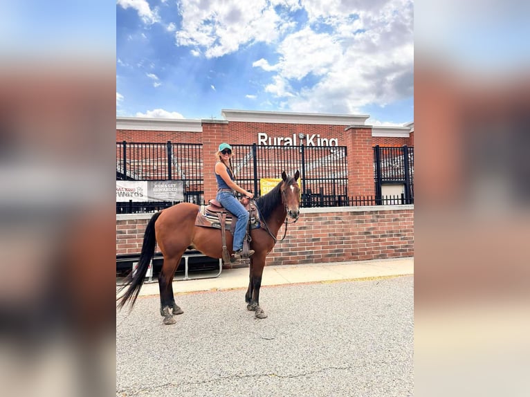 American Quarter Horse Castrone 14 Anni 152 cm Baio ciliegia in Howell