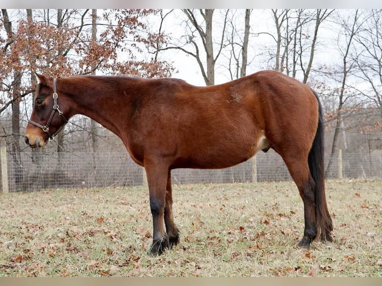 American Quarter Horse Castrone 14 Anni 152 cm Baio ciliegia in Howell