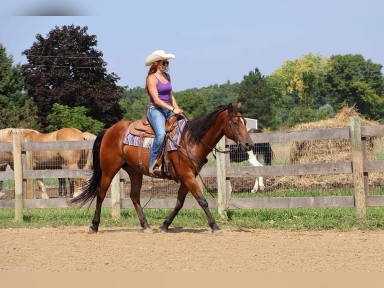 American Quarter Horse Castrone 14 Anni 152 cm Baio ciliegia in Howell