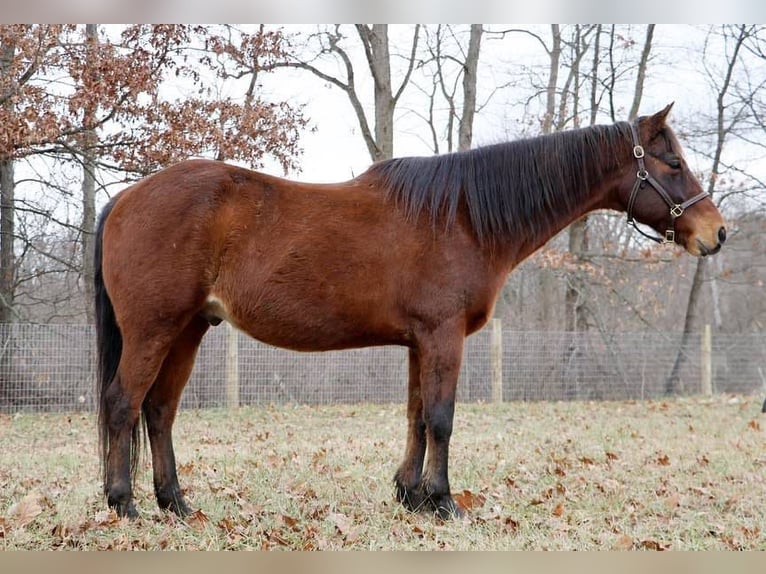 American Quarter Horse Castrone 14 Anni 152 cm Baio ciliegia in Howell