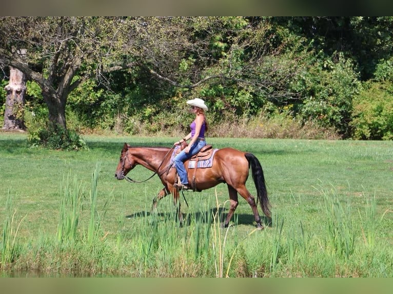 American Quarter Horse Castrone 14 Anni 152 cm Baio ciliegia in Howell