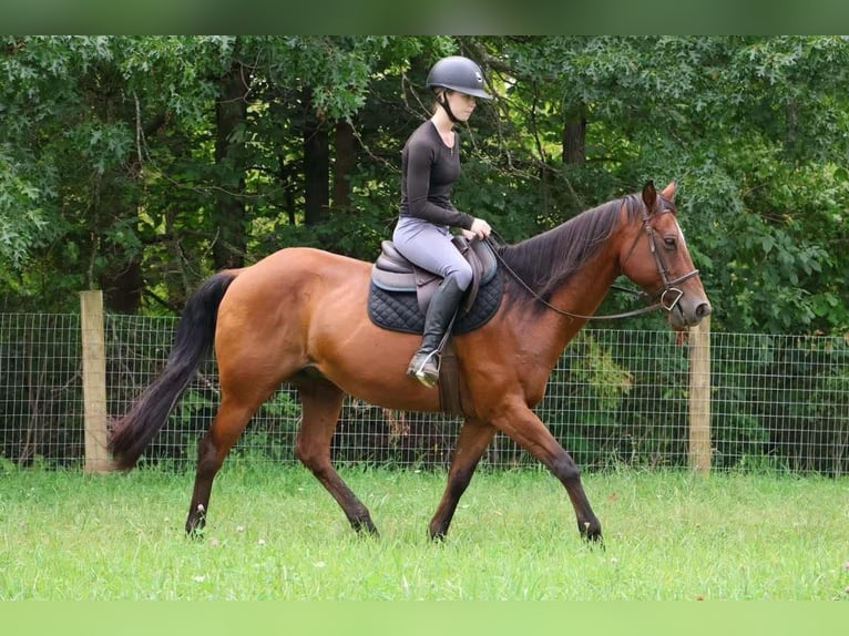 American Quarter Horse Castrone 14 Anni 152 cm Baio ciliegia in Howell