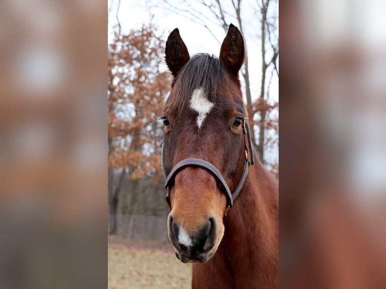 American Quarter Horse Castrone 14 Anni 152 cm Baio ciliegia in Howell