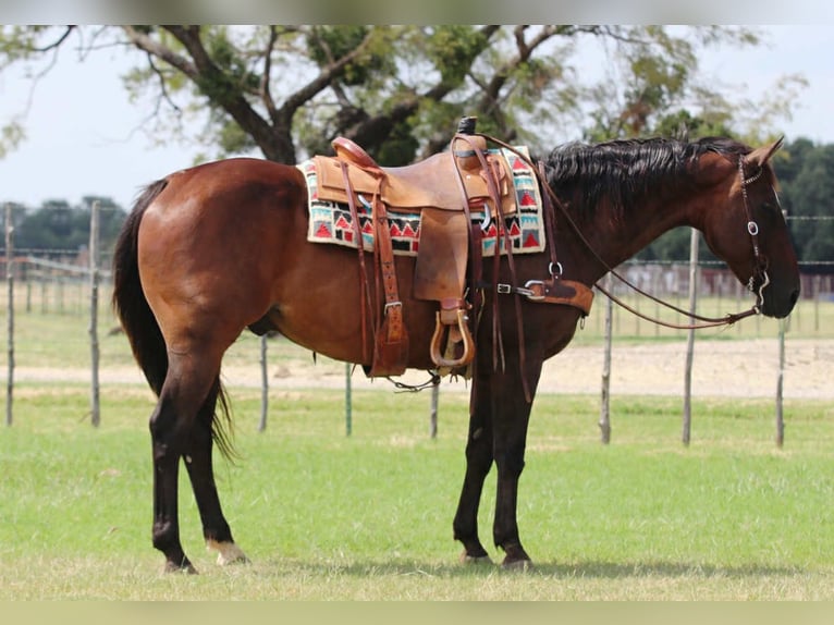American Quarter Horse Castrone 14 Anni 152 cm Baio ciliegia in Lipan TX