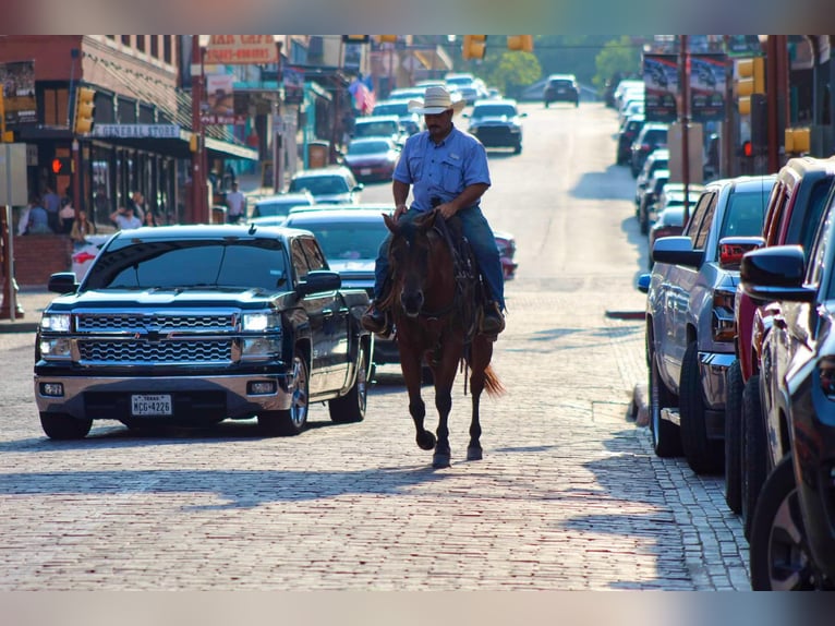 American Quarter Horse Castrone 14 Anni 152 cm Baio ciliegia in Stephenville TX