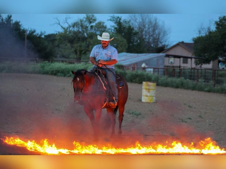 American Quarter Horse Castrone 14 Anni 152 cm Baio ciliegia in Stephenville TX