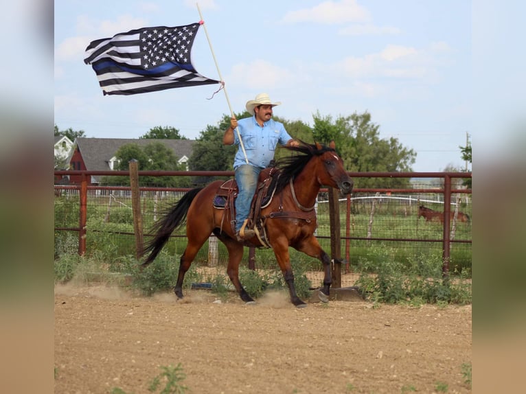 American Quarter Horse Castrone 14 Anni 152 cm Baio ciliegia in Stephenville TX